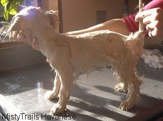 A wet dog that is standing on a table in front of an open window. There is a person posing the dog.